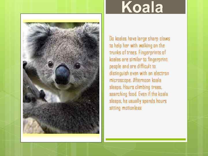 Koala Do koalas have large sharp claws to help her with walking on the