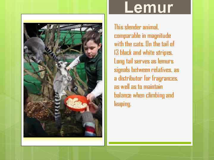 Lemur This slender animal, comparable in magnitude with the cats. On the tail of