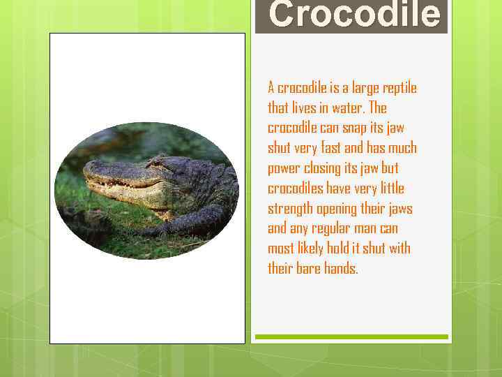 Crocodile A crocodile is a large reptile that lives in water. The crocodile can