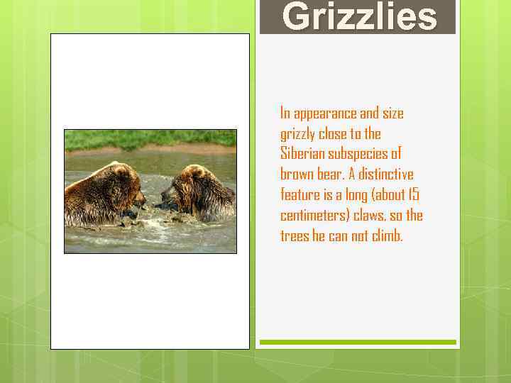 Grizzlies In appearance and size grizzly close to the Siberian subspecies of brown bear.