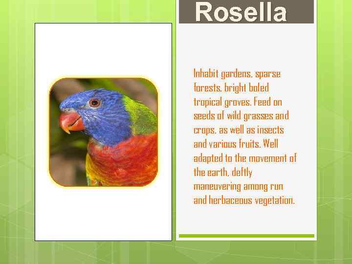 Rosella Inhabit gardens, sparse forests, bright boled tropical groves. Feed on seeds of wild