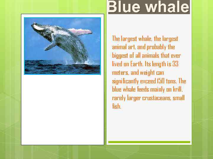 Blue whale The largest whale, the largest animal art, and probably the biggest of