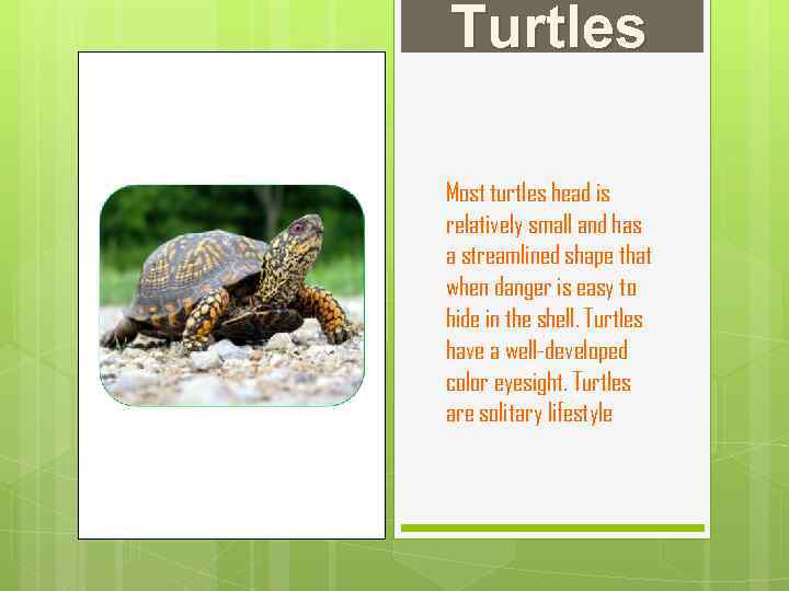 Turtles Most turtles head is relatively small and has a streamlined shape that when