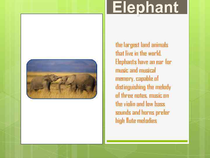 Elephant the largest land animals that live in the world. Elephants have an ear