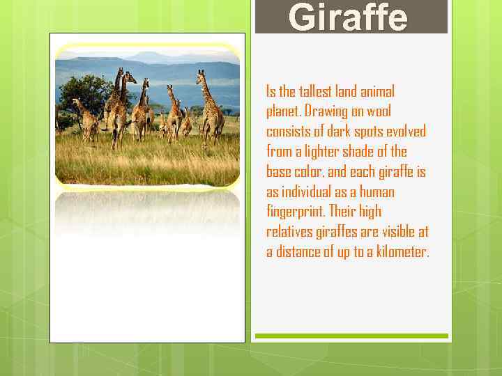 Giraffe Is the tallest land animal planet. Drawing on wool consists of dark spots