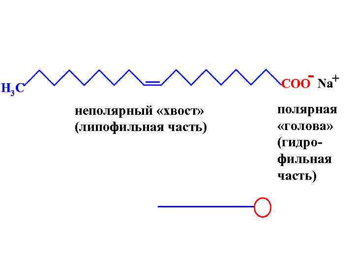 неполярный «хвост» (липофильная часть) полярная «голова» (гидрофильная часть) 