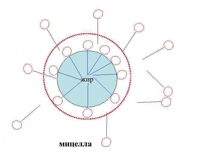 жир мицелла 