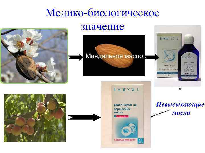 Медико-биологическое значение Невысыхающие масла 