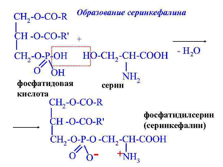 Схема образования фосфатидной кислоты содержащей остатки арахиновой и олеиновой кислот