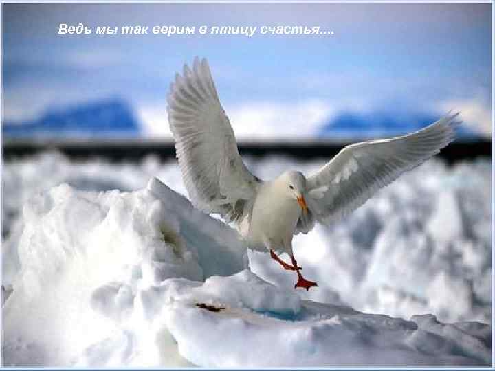 Ведь мы так верим в птицу счастья. . 