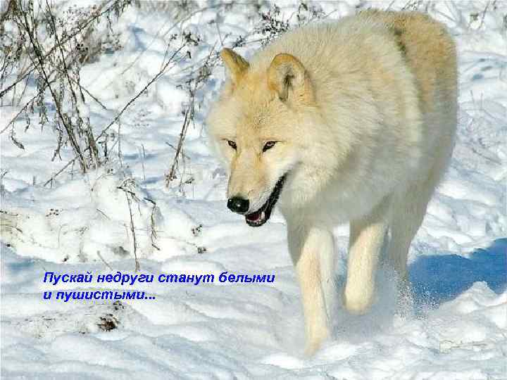 Пускай недруги станут белыми и пушистыми. . . 