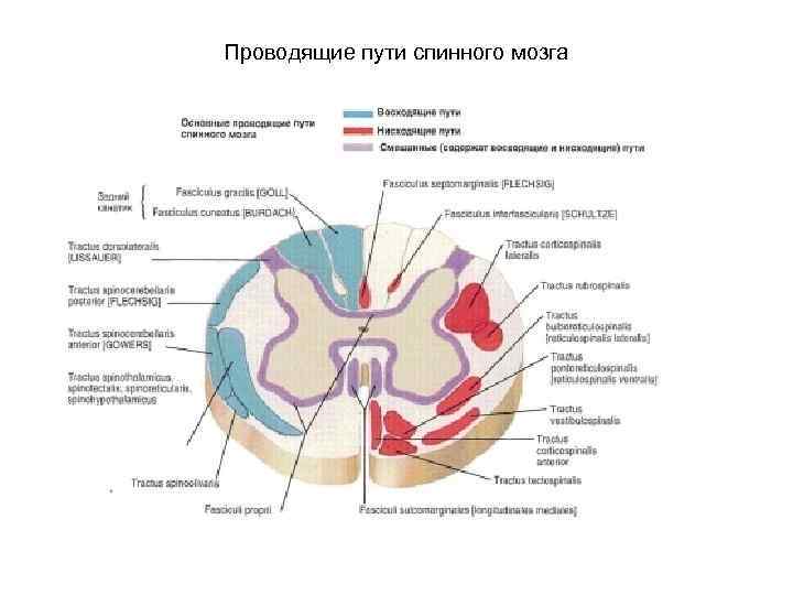 Проводящие пути спинного мозга 