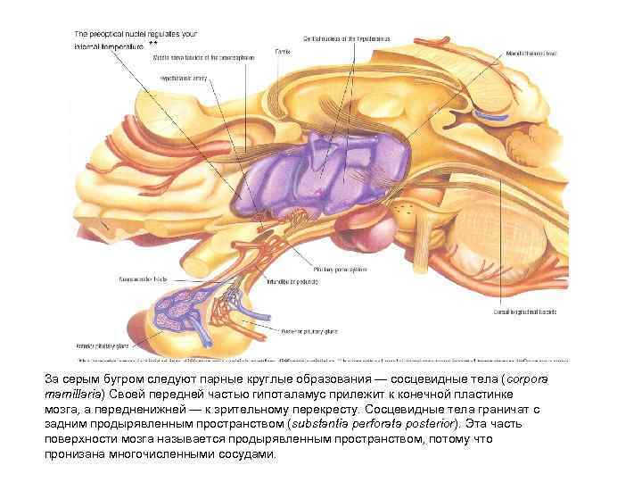 За серым бугром следуют парные круглые образования — сосцевидные тела (corpora mamillaria) Своей передней