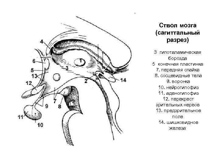 Ствол мозга (сагиттальный разрез) 3 гипоталамическая борозда 5 конечная пластинка 7. передняя спайка 8.