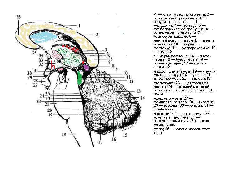  • 1 — ствол мозолистого тела; 2 — прозрачная перегородка; 3 — сосудистое