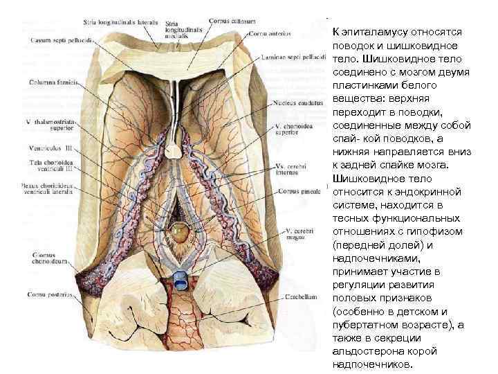 К эпиталамусу относятся поводок и шишковидное тело. Шишковидное тело соединено с мозгом двумя пластинками
