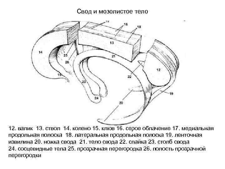 Свод и мозолистое тело 12. валик 13. ствол 14. колено 15. клюв 16. серое