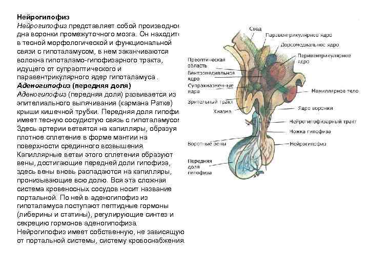 Нейрогипофиз представляет собой производное дна воронки промежуточного мозга. Он находится в тесной морфологической и