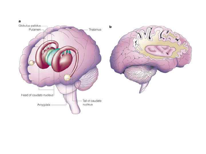 Базальные ганглии строение рисунок