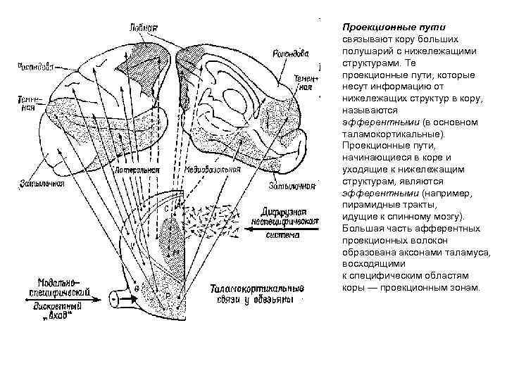 Проекция пути