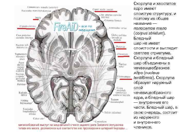 Базальные ядра головного мозга анатомия схема