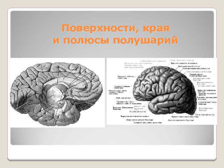 Поверхности, края и полюсы полушарий 