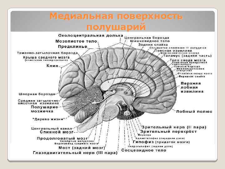 Медиальный мозг. Медиальная поверхность головного мозга. Медиальная поверхность конечного мозга. Строение головного мозга медиальная поверхность. Медиальная поверхность головного мозга борозды.