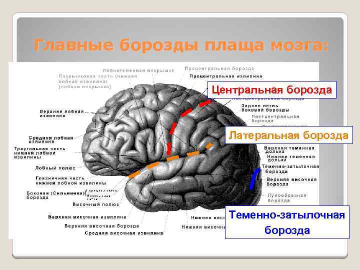 Значение борозд и извилин на поверхности коры. Борозды и извилины головного мозга. Извилины мозга анатомия. Борозды и извилины ВЕРХНЕЛАТЕРАЛЬНОЙ поверхности полушария.