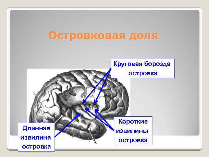 Что собой представляют борозды. Островок головного мозга анатомия. Сильвиева борозда мозга.