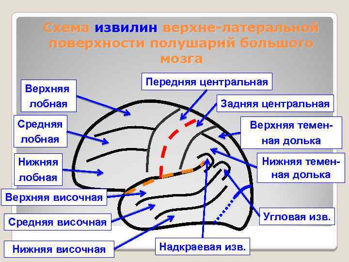 Прямая извилина