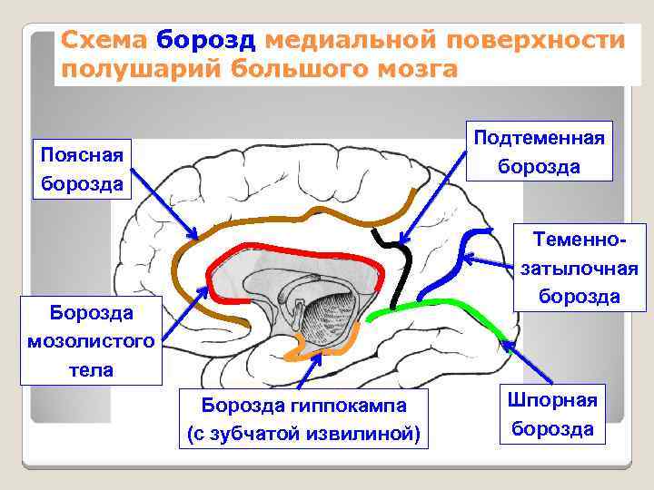 Схема борозд медиальной поверхности полушарий большого мозга Подтеменная борозда Поясная борозда Теменнозатылочная борозда Борозда