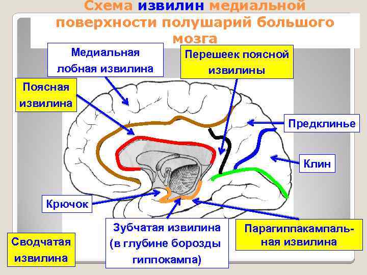 Схема борозд и извилин плаща собаки