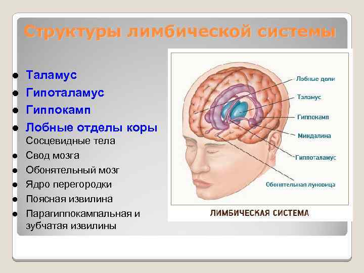 Структуры лимбической системы l l l l l Таламус Гипоталамус Гиппокамп Лобные отделы коры