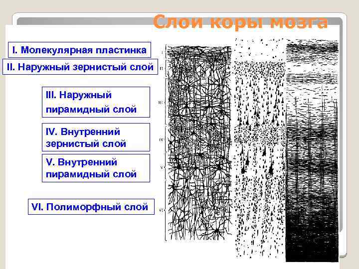 Слои коры мозга I. Молекулярная пластинка II. Наружный зернистый слой III. Наружный пирамидный слой