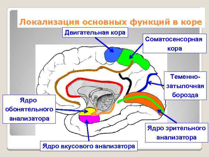 Локализация основных функций в коре Двигательная кора Ядро обонятельного анализатора Соматосенсорная кора Теменнозатылочная борозда