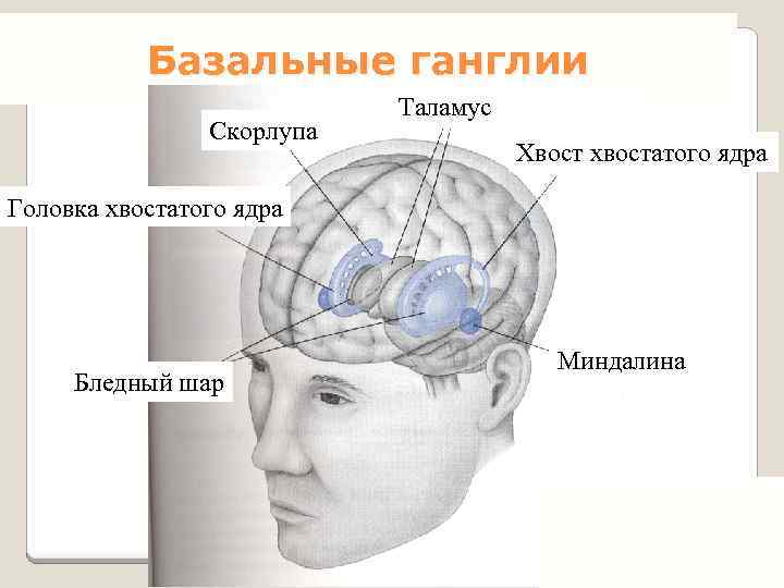 Базальные ганглии Скорлупа Таламус Хвост хвостатого ядра Головка хвостатого ядра Бледный шар Миндалина 