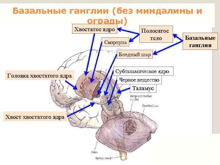 Базальные ганглии (без миндалины и ограды) Хвостатое ядро Скорлупа Полосатое тело Бледный шар Головка