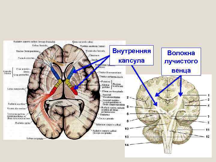 Внутренняя капсула Волокна лучистого венца 