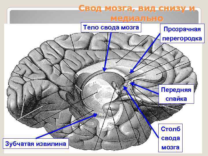 Конечный мозг презентация по анатомии