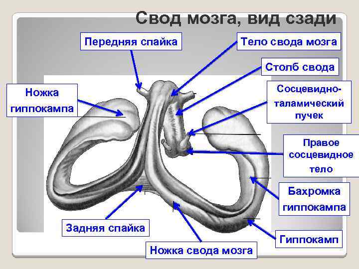 Свод мозга, вид сзади Передняя спайка Тело свода мозга Столб свода Сосцевидноталамический пучек Ножка