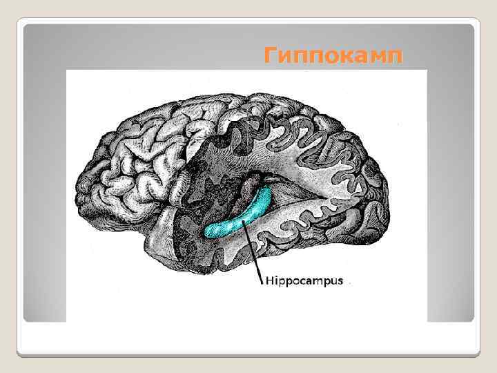 Гиппокамп 