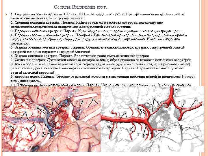СОСУДЫ. ВИЛЛИЗИЕВ КРУГ. 1. Внутренняя сонная артерия. Парная. Найти ее предельно просто. При правильном