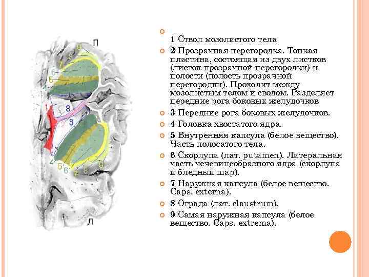 Головка хвостатого ядра образует стенку