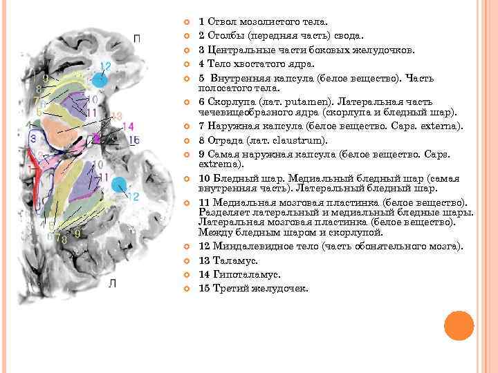 Головка хвостатого ядра образует стенку