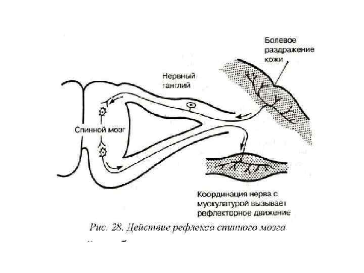 Рефлекторное эффект. Рефлексы спинного мозга. Симпатическая нервная система лошади. Рефлекторное действие. Рефлексы спинного мозга лягушки.