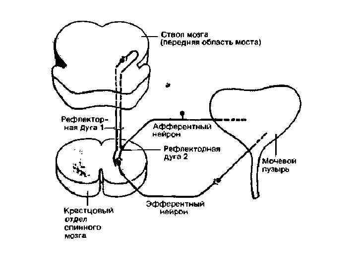 Центр мочеиспускания находится. Рефлекторная дуга безусловного рефлекса мочеиспускания. Безусловный рефлекс мочеиспускания схема. Схема рефлекторной дуги акта мочеиспускания.