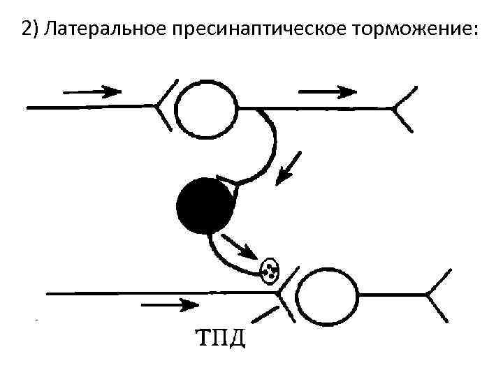 Латеральное торможение схема