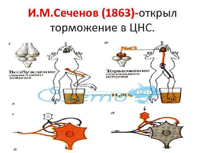 Схема нейрофизиологического механизма сеченовского торможения