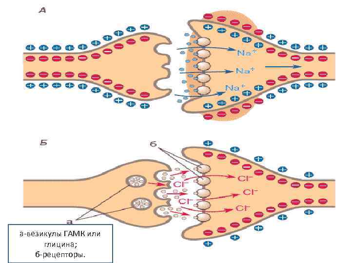а-везикулы ГАМК или глицина; б-рецепторы. 