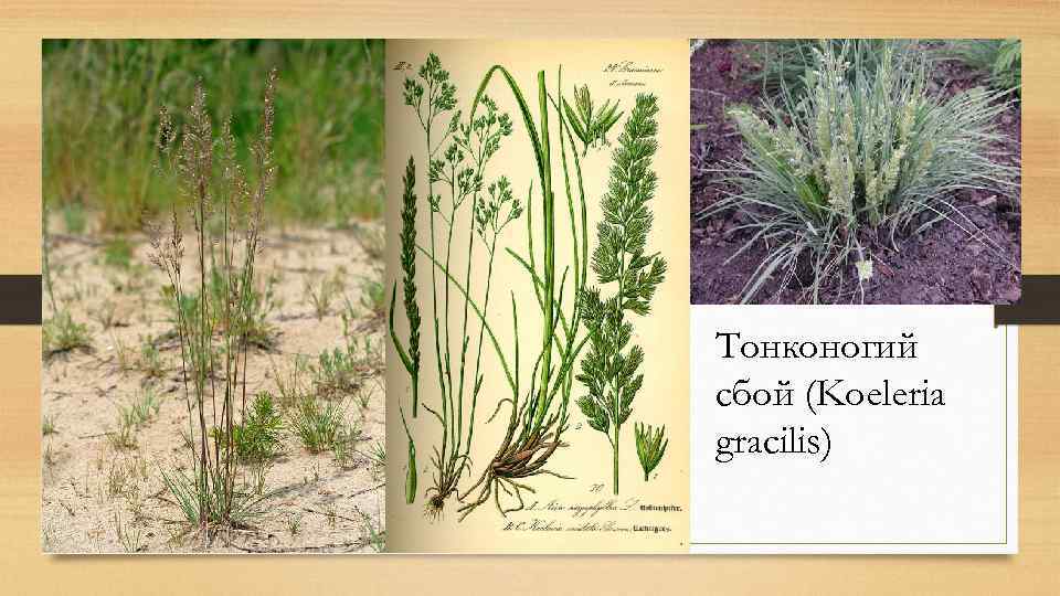 Тонконогий сбой (Koeleria gracilis) 